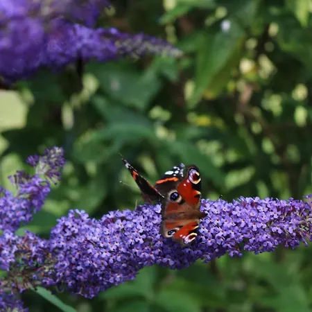 Des Chevaliers Holiday home *