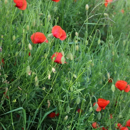 Des Chevaliers Vakantiehuis